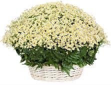 Цветочная композиция из Ромашки в корзине #REPLACE_PRED# Салым